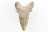 Rare, Fossil Mackerel Shark (Cretodus) Tooth - Kansas #197364-1